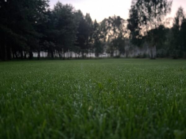 Johnsons Sports Lawn vejos sėklų mišinys