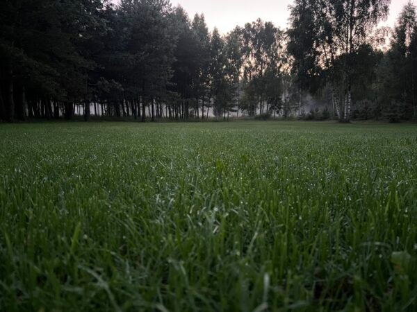 Johnsons Sports Lawn vejos sėklų mišinys